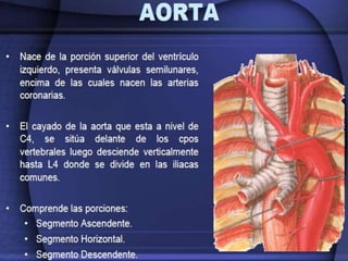 Irrigación sanguínea del corazón