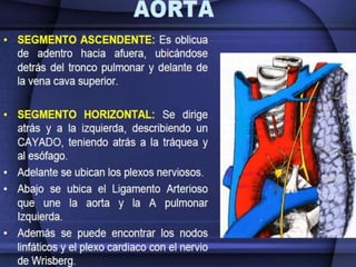 Irrigación sanguínea del corazón