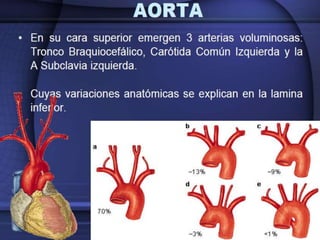 Irrigación sanguínea del corazón