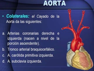 Irrigación sanguínea del corazón