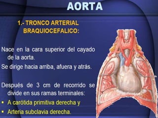 Irrigación sanguínea del corazón
