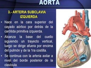 Irrigación sanguínea del corazón
