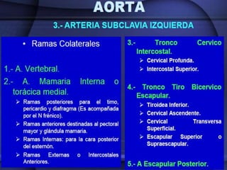 Irrigación sanguínea del corazón