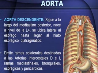 Irrigación sanguínea del corazón