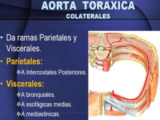 Irrigación sanguínea del corazón