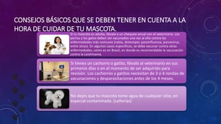 CONSEJOS BÁSICOS QUE SE DEBEN TENER EN CUENTA A LA
HORA DE CUIDAR DE TU MASCOTA.
Si tu mascota es adulta, llévala a un chequeo anual con el veterinario. Los
perros y los gatos deben ser vacunados una vez al año contra las
enfermedades más comunes (rabia, distemper, parainfluenza, parvovirus,
entre otras). En algunos casos específicos, se debe vacunar contra otras
enfermedades, como es en Brasil, en donde es recomendable la vacunación
contra la Leishmania.
Si tienes un cachorro o gatito, llévalo al veterinario en sus
primeros días o en el momento de ser adquirido para
revisión. Los cachorros y gatitos necesitan de 3 o 4 rondas de
vacunaciones y desparasitaciones antes de los 4 meses.
No dejes que tu mascota tome agua de cualquier sitio, en
especial contaminada. (cañerías)
 