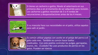 Si tienes un cachorro o gatito, llévalo al veterinario en sus
primeros días o en el momento de ser adquirido para revisión.
Los cachorros y gatitos necesitan de 3 o 4 rondas de
vacunaciones y desparasitaciones antes de los 4 meses.
Si su mascota hace sus necesidades en el patio, utiliza zapatos
para salir al jardín.
Es común utilizar pipetas con aceite en el pelaje del perro o el
gato cada mes. También es común hacer baños
medicados. Con esto podrás controlar las pulgas, garrapatas,
ácaros, etc. ¡Cuidado! No uses productos de perros en los
gatos. Pueden ser tóxicos
 
