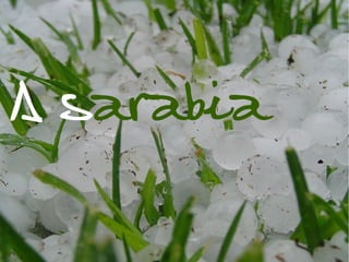 Sarabia (granizo)
A sarabia
 