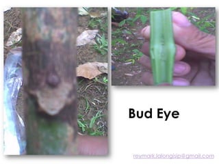 Bud Eye
reymark.lalongisip@gmail.com
 