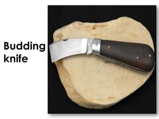 Budding
knife
 