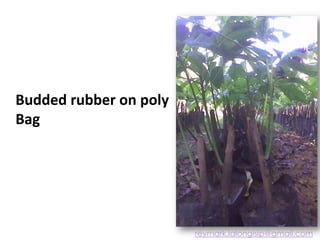 Budded rubber on poly
Bag
reymark.lalongisip@gmail.com
 