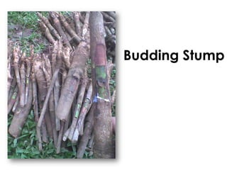 Budding Stump
 