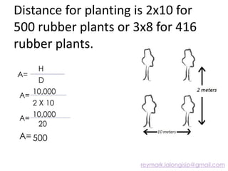 Distance for planting is 2x10 for
500 rubber plants or 3x8 for 416
rubber plants.
A=
H
D
A=
10,000
2 X 10
A=
10,000
20
A= 500
reymark.lalongisip@gmail.com
 
