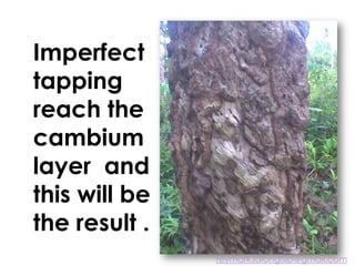Imperfect
tapping
reach the
cambium
layer and
this will be
the result .
reymark.lalongisip@gmail.com
 