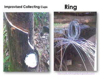 Improvised Collecting Cups Ring
reymark.lalongisip@gmail.com
 