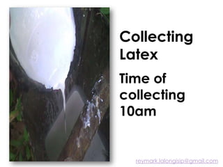 Collecting
Latex
Time of
collecting
10am
reymark.lalongisip@gmail.com
 