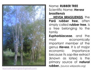 Name: RUBBER TREE
Scientific Name: Hevea
brasiliensis
HEVEA BRASILIENSIS, the
Pará rubber tree, often
simply called rubber tree, is
a tree belonging to the
family
Euphorbiaceae, and the
most economically
important member of the
genus Hevea. It is of major
economic importance
because its sap-like extract
(known as latex) is the
primary source of natural
rubber. (source wikipedia.org)
reymark.lalongisip@gmail.com
 