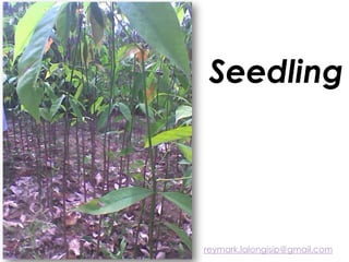 Seedling
reymark.lalongisip@gmail.com
 