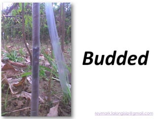 Budded
reymark.lalongisip@gmail.com
 