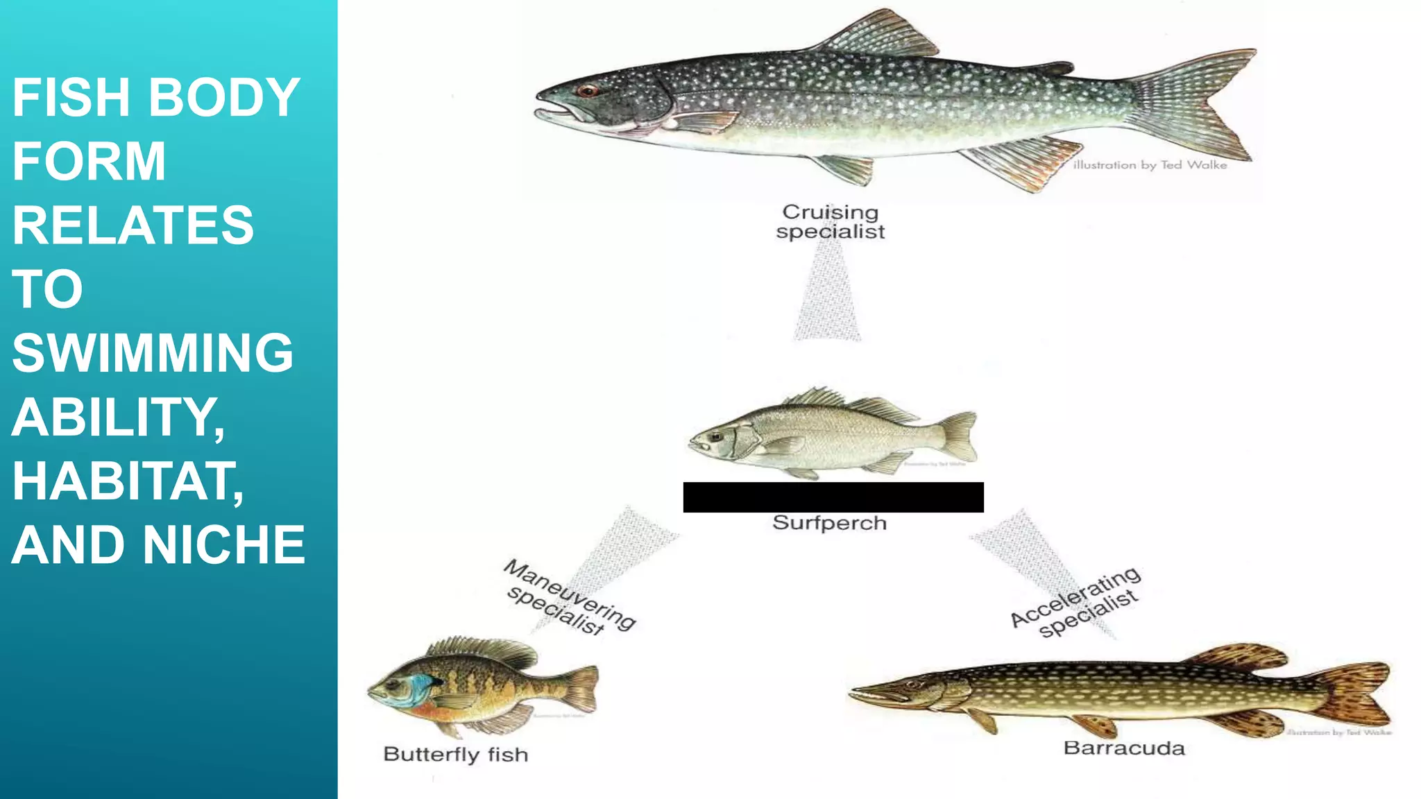 FISH BODY
FORM
RELATES
TO
SWIMMING
ABILITY,
HABITAT,
AND NICHE
 
