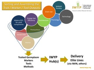 Promoting international collaboration in wheat | PPTX