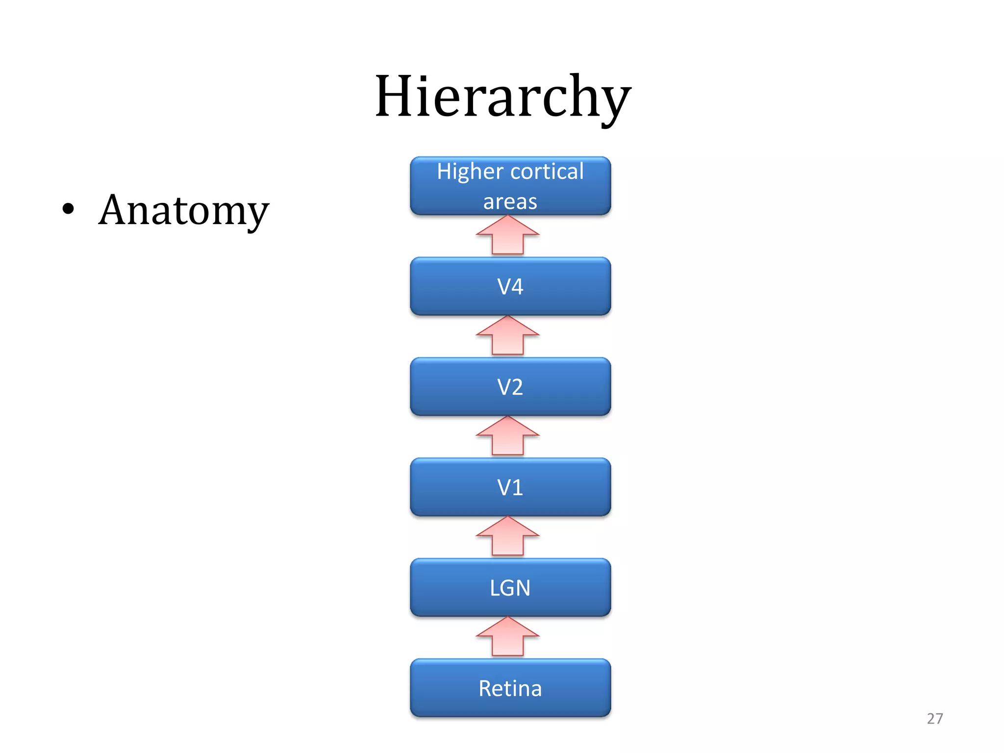 Hierarchy
• Anatomy

Higher cortical
areas
V4

V2

V1

LGN

Retina
27

 