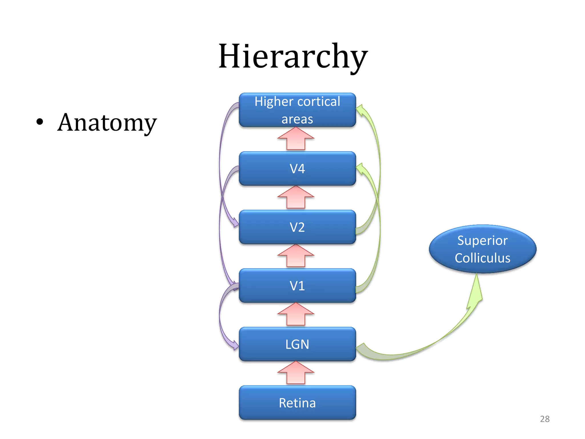Hierarchy
• Anatomy

Higher cortical
areas
V4

V2

Superior
Colliculus

V1

LGN

Retina
28

 