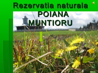 Rezervatia naturalaRezervatia naturala
POIANAPOIANA
MUNTIORUMUNTIORU
 