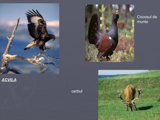 ACVILA Cocosul de munte cerbul 