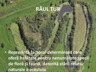 RÂUL TUR
• Reprezintă factorul determinant care
oferă habitate pentru nenumărate specii
de floră și faună, datorită stării relativ
naturale a acestuia
 