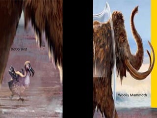 Woolly Mammoth
DoDo Bird
 