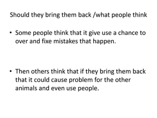 Should they bring them back /what people think
• Some people think that it give use a chance to
over and fixe mistakes that happen.
• Then others think that if they bring them back
that it could cause problem for the other
animals and even use people.
 
