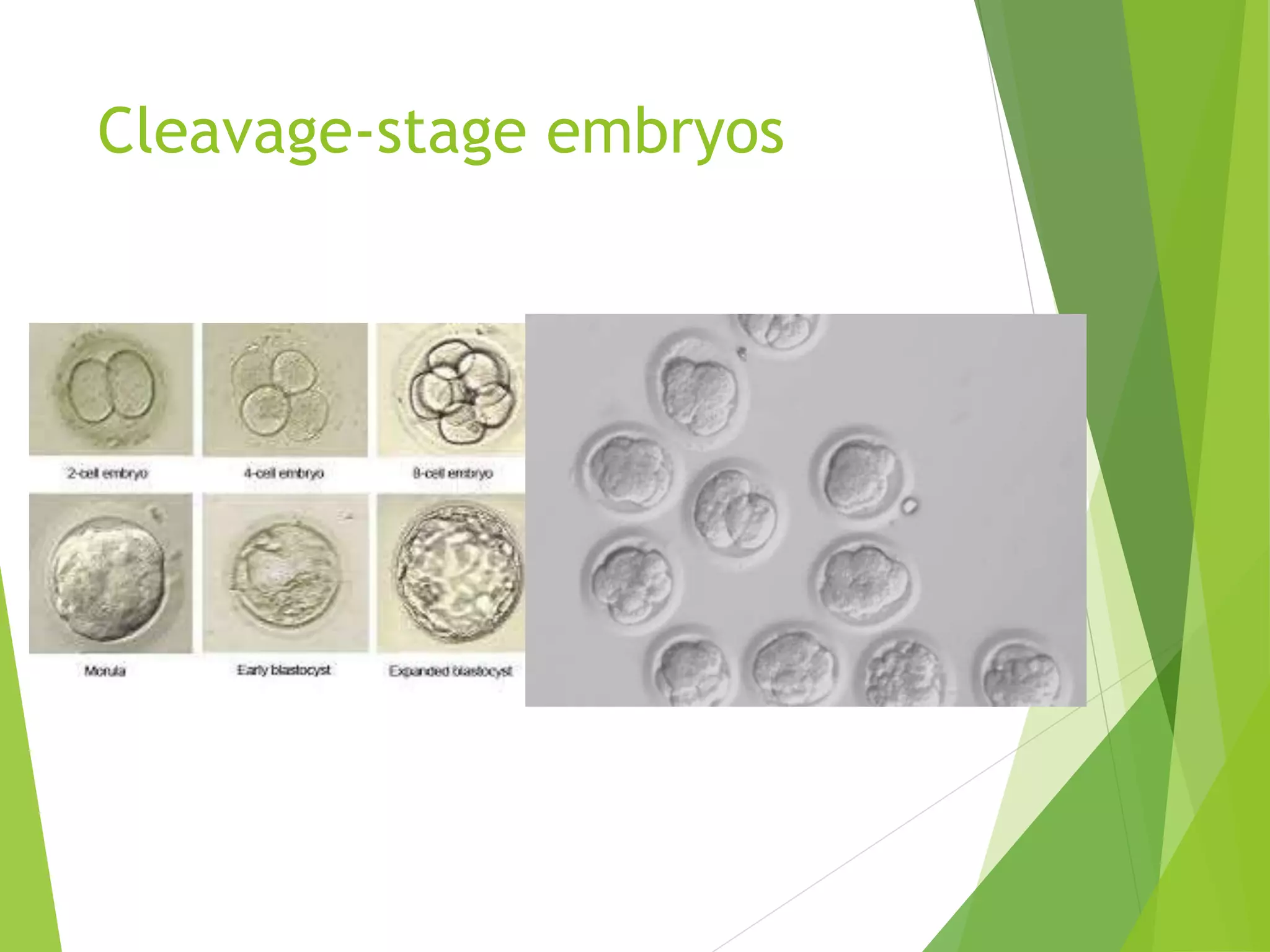 Cleavage-stage embryos
 