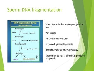 Sperm DNA fragmentation
Infection or inflammatory of genital
tract
Varicocele
Testicular maldescent
Impaired spermatogenesis
Radiotherapy or chemotherapy
Exposition to heat, chemical products
Idiopathic
 