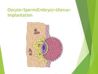 Oocyte+Sperm(Embryo)+Uterus=
Implantation
 
