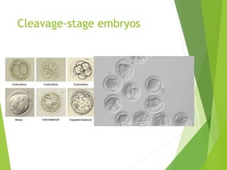 Cleavage-stage embryos
 