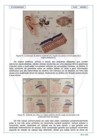 RF A-134/CENIPA/2014 PR-AFA 13AGO2014
76 de 170
Figura 75 - Localização do sistema vestibular (A), ampola dos canais semicirculares (B) e
órgãos otolíticos (C).
Os órgãos otolíticos, utrículo e sáculo são pequenas dilatações que contém
estruturas especializadas, células ciliadas recobertas por uma espessa lâmina gelatinosa
(mácula) sobre a qual estão incrustadas milhares de concreções minerais, os otólitos. A
ação constante da gravidade sobre os otólitos deflete os cílios e gera informações
codificadas que são transmitidas ao cérebro. Um indivíduo ao se deslocar em linha reta
causa uma aceleração linear da cabeça, deslocando os otólitos em direção oposta devido
à sua inércia.
Figura 76 - Deflexão dos cílios nos órgãos otolíticos devido à ação da gravidade e da
aceleração linear da cabeça.
Os três canais semicirculares de cada lado estão orientados perpendicularmente
entre si nos três eixos primários de movimento (vertical posterior, vertical anterior e
horizontal), sendo coplanares em relação aos do lado oposto, o que garante uma
abstração tridimensional do espaço. Esta composição garante que qualquer movimento
espacial de rotação da cabeça seja detectado, desde que esteja acima do limiar de
 