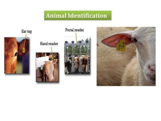 Animal Identification

 