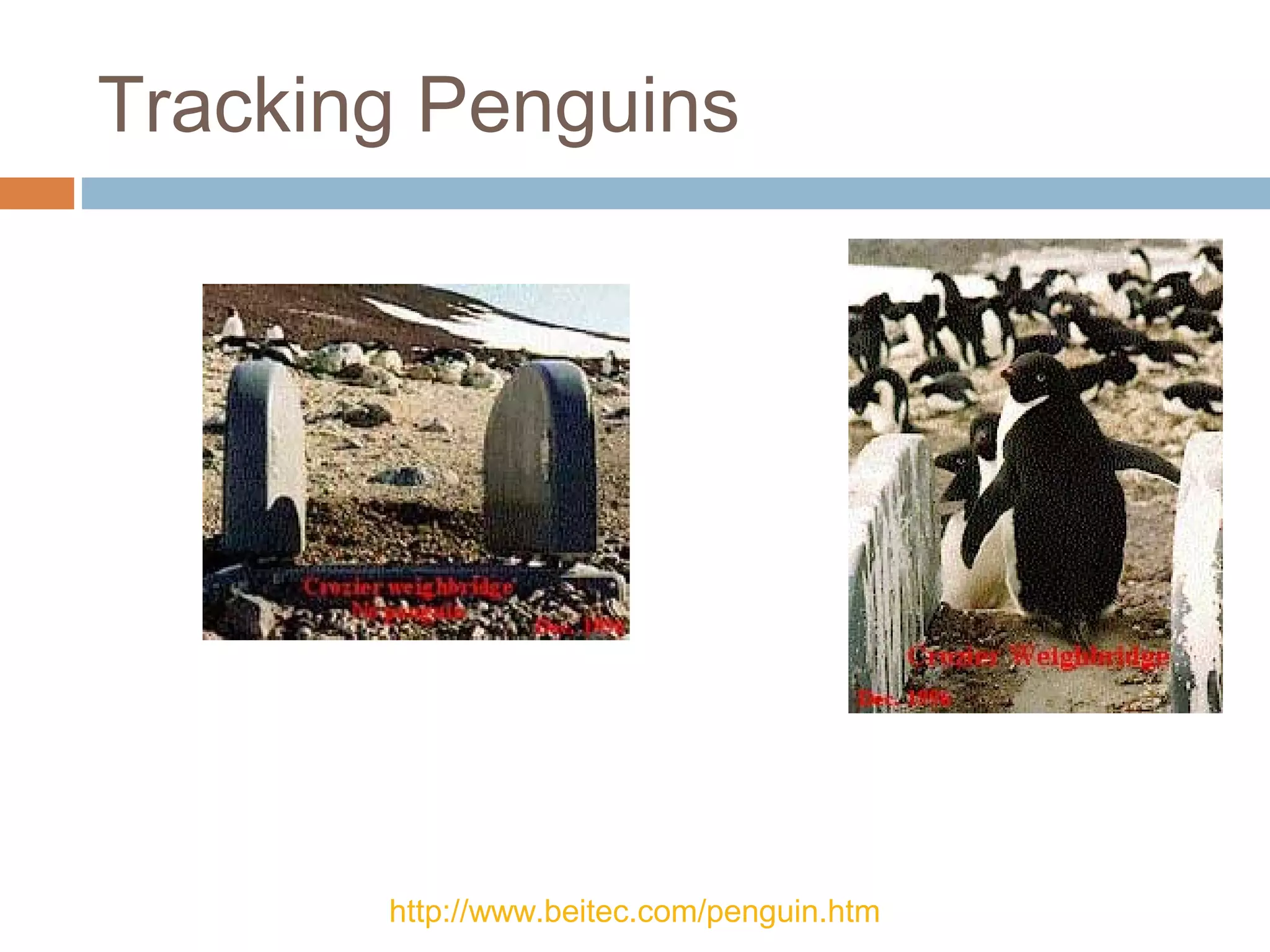 Tracking Penguins
http://www.beitec.com/penguin.htm
 
