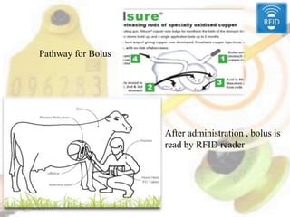 12/19/2014
Pathway for Bolus
After administration , bolus is
read by RFID reader
 