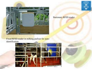 Stationary RFID reader
Fixed RFID reader in milking parlour for auto-
identification
 