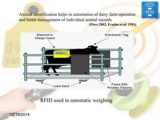 12/19/2014
Animal identification helps in automation of dairy farm operation
and better management of individual animal records
(Pires 2002, Eradus et al. 1995).
RFID used in automatic weighing
 