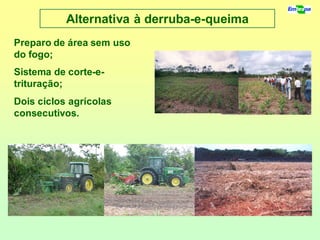 Alternativa à derruba-e-queima
Preparo de área sem uso
do fogo;
Sistema de corte-e-
trituração;
Dois ciclos agrícolas
consecutivos.
 