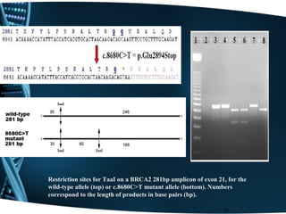10
Restriction sites for TaaI on a BRCA2 281bp amplicon of exon 21, for the
wild-type allele (top) or c.8680C>T mutant allele (bottom). Numbers
correspond to the length of products in base pairs (bp).
 