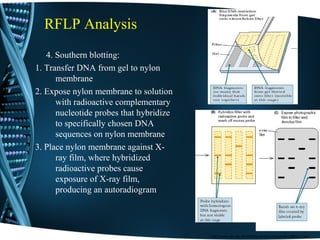 RFLP Analysis
4. Southern blotting:
1. Transfer DNA from gel to nylon
membrane
2. Expose nylon membrane to solution
with radioactive complementary
nucleotide probes that hybridize
to specifically chosen DNA
sequences on nylon membrane
3. Place nylon membrane against X-
ray film, where hybridized
radioactive probes cause
exposure of X-ray film,
producing an autoradiogram
http://www.cbs.dtu.dk/staff/dave/roanoke/genetics980211.html
 