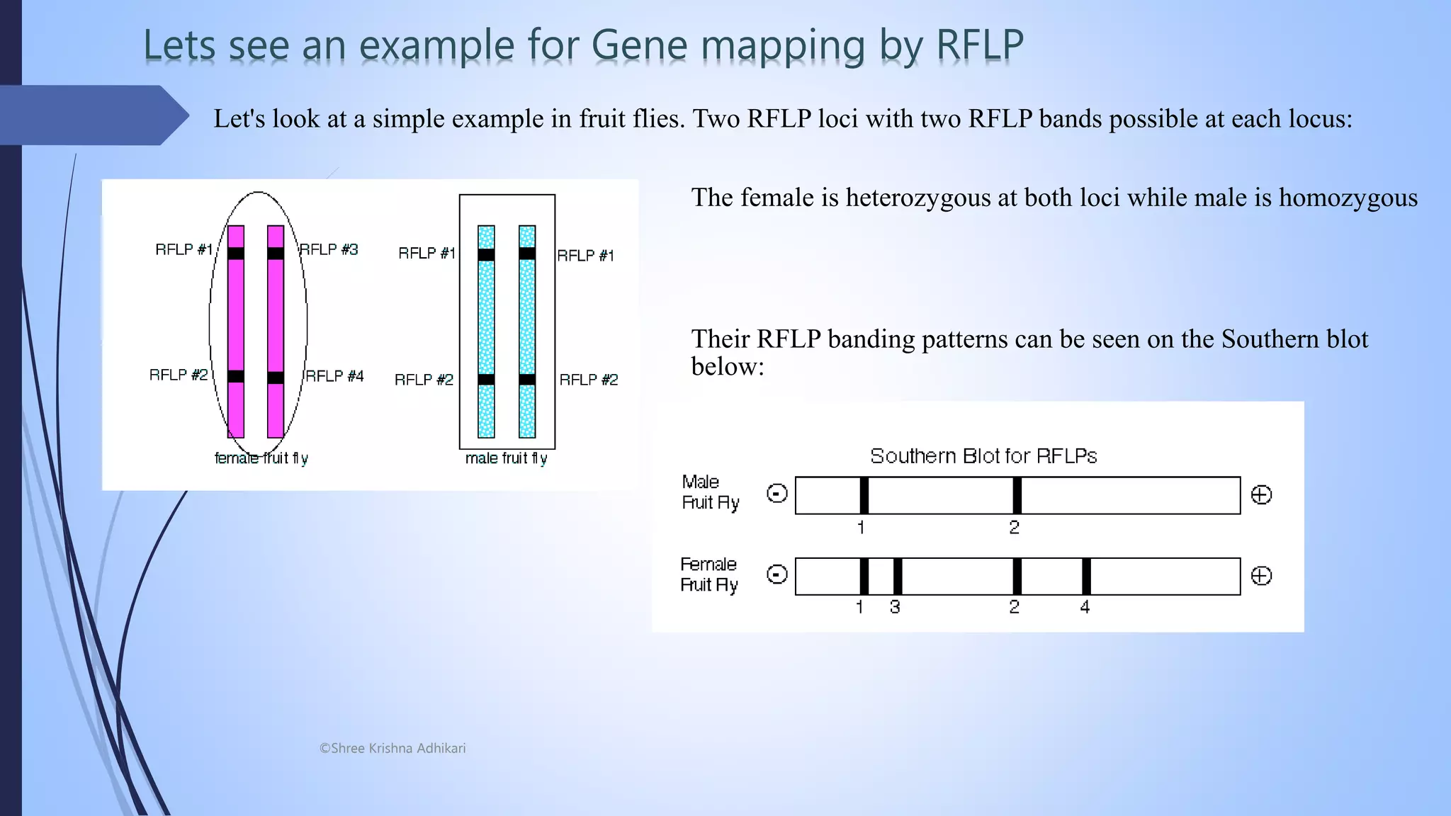 ©Shree Krishna Adhikari
Let's look at a simple example in fruit flies. Two RFLP loci with two RFLP bands possible at each locus:
The female is heterozygous at both loci while male is homozygous
Their RFLP banding patterns can be seen on the Southern blot
below:
Lets see an example for Gene mapping by RFLP
 