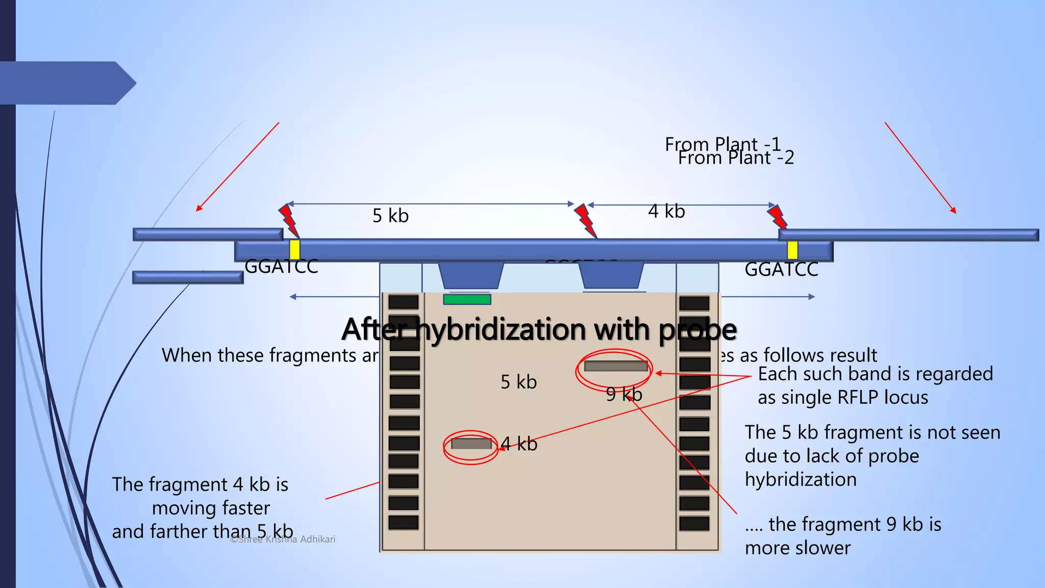 GGATCC GGATCCGGATCC
9Kb
5 kb 4 kb
From Plant -1
GGATCC GGATCCGGGTCC
9Kb
From Plant -2
When these fragments are run into the electrophoresis gel, it gives as follows result
The fragment 4 kb is
moving faster
and farther than 5 kb …. the fragment 9 kb is
more slower
The 5 kb fragment is not seen
due to lack of probe
hybridization
Each such band is regarded
as single RFLP locus
5 kb
9 kb
4 kb
After hybridization with probe
©Shree Krishna Adhikari
 