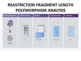 REASTRICTION FRAGMENT LENGTH
POLYMORPHISM ANALYSIS
 