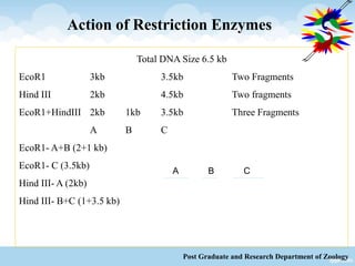 Action of Restriction Enzymes
Total DNA Size 6.5 kb
EcoR1 3kb 3.5kb Two Fragments
Hind III 2kb 4.5kb Two fragments
EcoR1+HindIII 2kb 1kb 3.5kb Three Fragments
A B C
EcoR1- A+B (2+1 kb)
EcoR1- C (3.5kb)
Hind III- A (2kb)
Hind III- B+C (1+3.5 kb)
Post Graduate and Research Department of Zoology
A B C
 