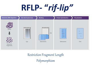 Restriction Fragment Length
Polymorphism
RFLP- “rif-lip”
 